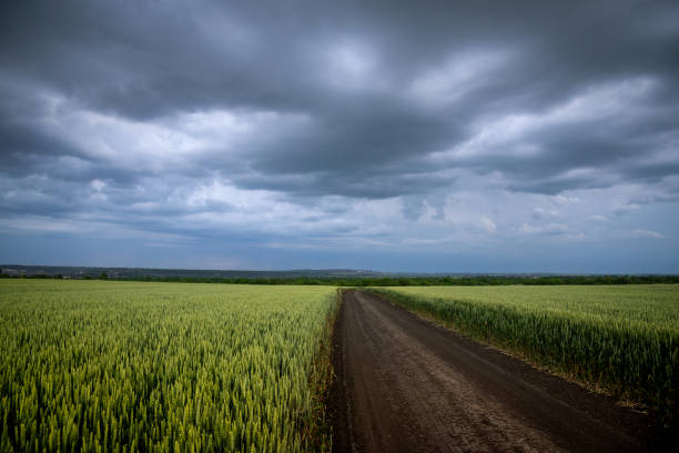 istock Wheat fields with a long road and beautiful sky with thunderstorm clouds. 1263458653