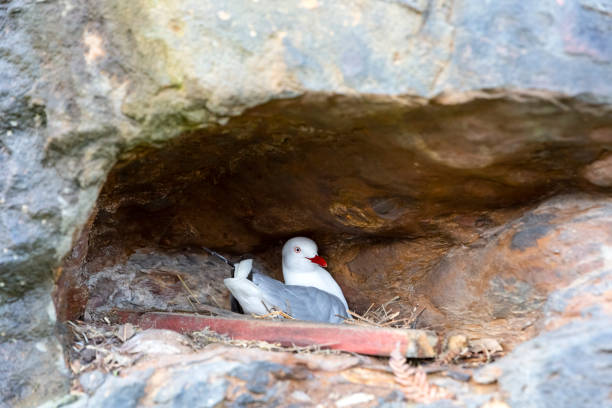 istock Seagull sitting in the nest, background with copy space 1263460703