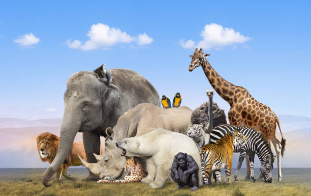 gruppo di animali selvatici sullo sfondo del cielo blu - mammals foto e immagini stock
