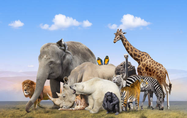 9,380 Wild Animal Collage Stock Photos, Pictures & Royalty-Free Images - iStock 9,380 Wild Animal Collage Stock Photos, Pictures & Royalty-Free Images - iStock
