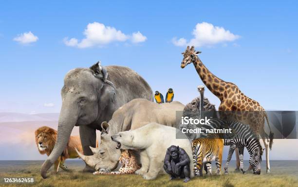 Wild Animals Group On Blue Sky Background Stock Photo - Download Image Now - Zoo, Animal, Group Of Animals