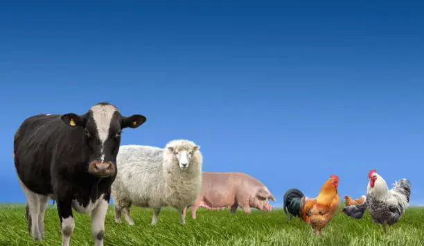 Photo of Farm animals on the green meadow and blue sky background