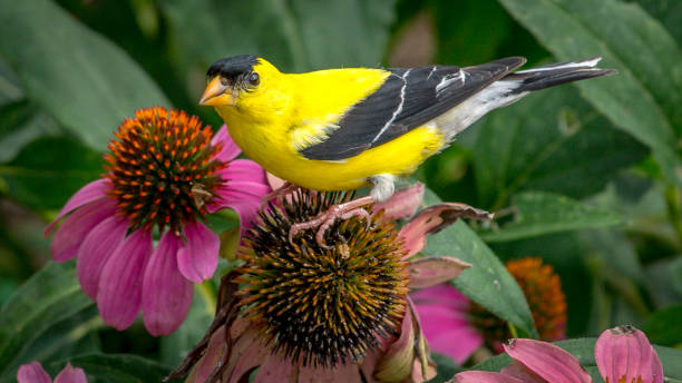 istock Goldfinch Bird on flowers 1263462536