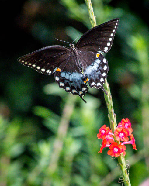 istock Various butterfly on plants and flowers skipper 1263462542