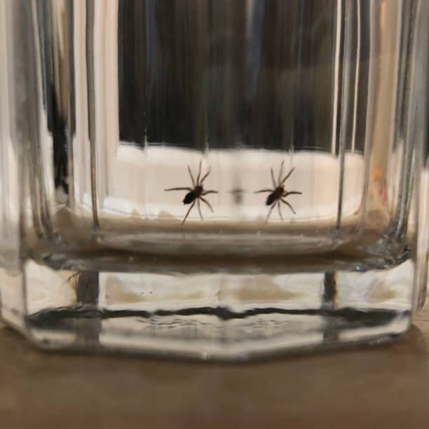 istock A small spider in the glass 1263463528