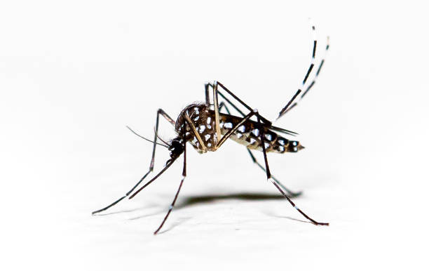 aedes aegypti mosquito pernilongo con manchas blancas y fondo blanco - microstock fotografías e imágenes de stock