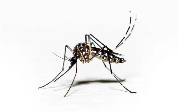 Photo of Aedes aegypti mosquito pernilongo with white spots and white background