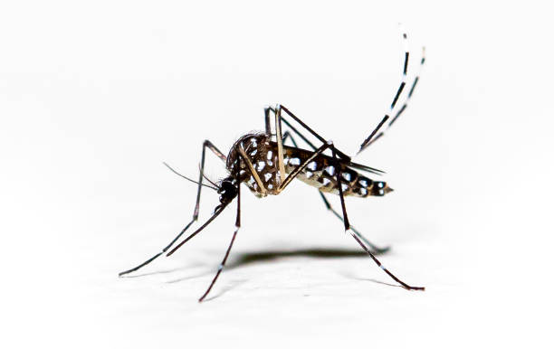 mosquito aedes aegypti pernilongo com manchas brancas e fundo branco - dengue - fotografias e filmes do acervo