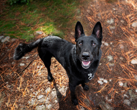 black Belgian Malinois dog looking up in forest