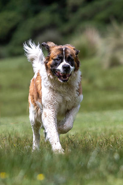 istock jumping big bernard dog outdoors 1263465249