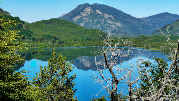 istock Trees in front of the lake 1263465365