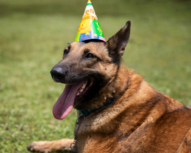 istock smiling birthday dog portrait 1263465983