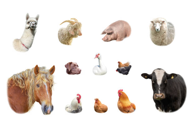 istock Farm animals  collection isolated on white background 1263466016