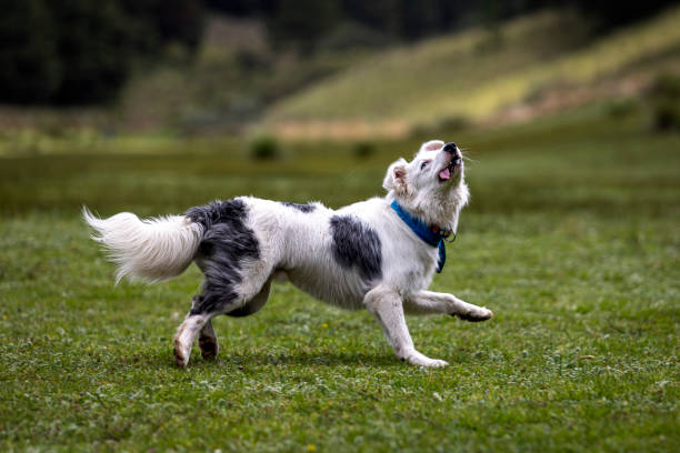 istock white and black dog about to catch a toy 1263466964