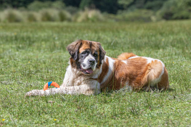 istock big bernard dog lying on grass with toy 1263467888