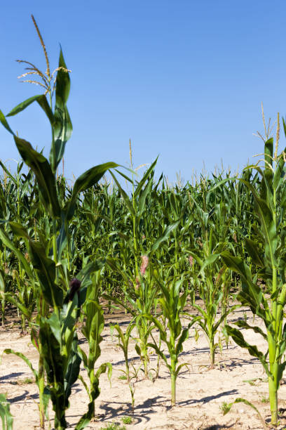 istock agricultural field where sweet corn is grown 1263468190