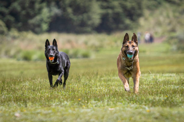 istock shepherd dogs running in woodlands 1263468250