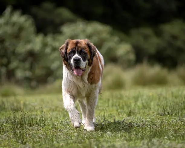 cute adult saint bernard dog in nature with bushes behind walking over grass