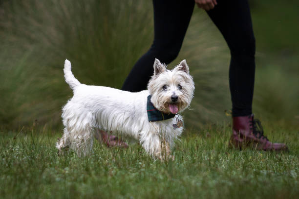 istock little white dog walking outdoors 1263468941