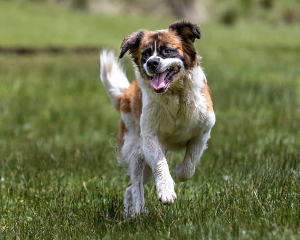 istock young big bernard dog jumpling and running with funny face 1263470005