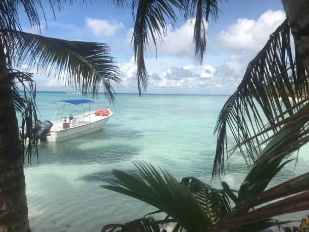 istock Boat, palm trees and water in Isla Saona 1263471587