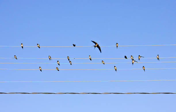 istock Barn swallow isolated on blue 1263475534