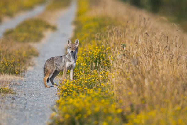 istock Coyote Stares into the Camera on a Flowery Trail 1263475623