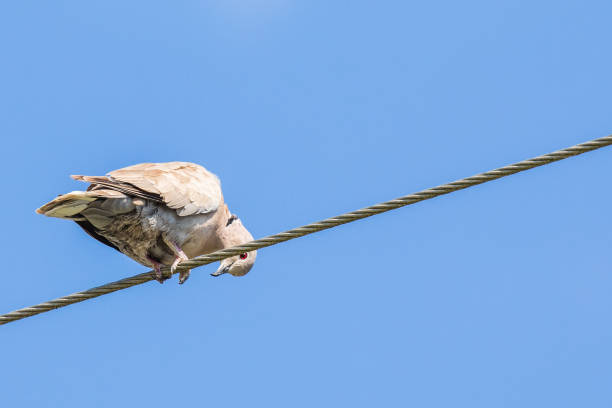 istock Eurasian Collared Dove Trying to Hide Behind a Thin Guy Wire 1263475629
