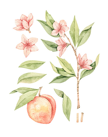 Watercolor botanical illustration. Botany. Peach fruit, pink flowers and leaves. Floral blossom elements. Perfect for wedding invitations, cards, prints, posters, packing.