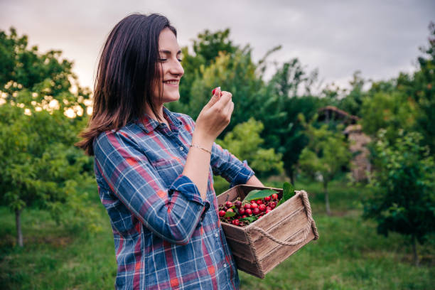 Beautiful Young Woman picking cherries in her orchard at sunset stock photo