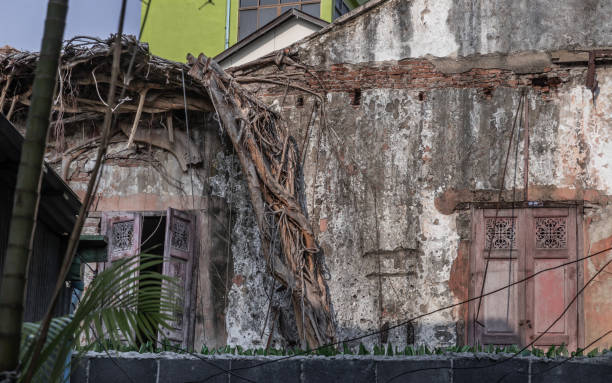 os restos de uma antiga casa abandonada abandonada com antigas janelas de madeira e raízes de árvores crescendo no velho tijolo vermelho. - improvement ancient antique old fashioned - fotografias e filmes do acervo