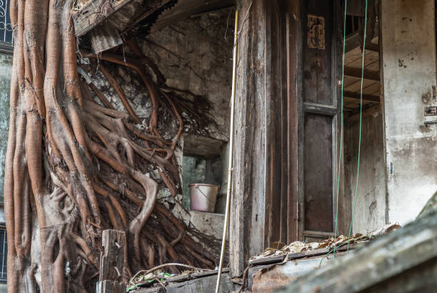 os restos de uma antiga casa abandonada abandonada com portas antigas e raízes de árvores. - improvement ancient antique old fashioned - fotografias e filmes do acervo