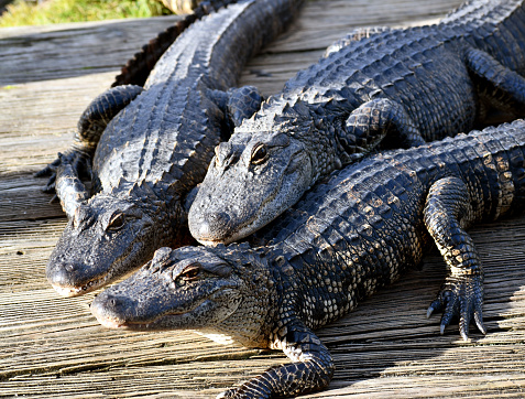 Three alligators on a dock