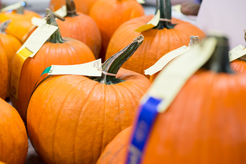 Rows of bright orange pumpkins on display for an agricultural competition at a fall fair. They have different coloured ribbons to show their ranking.