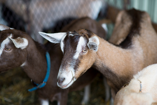 Cute brown, white and black coloured goat standing with other goats in a pen at a fall fair.