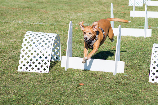 Cute mixed breed dog jumping over a hurdle during an outdoor obstacle course in flyball.