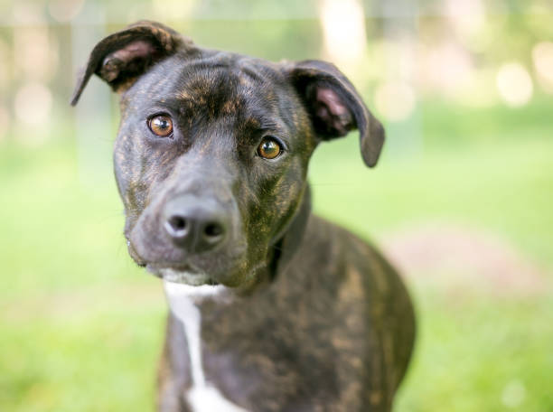 istock A Pit Bull Terrier mixed breed dog listening with a head tilt 1263480044