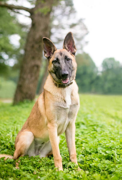 istock A Belgian Malinois dog sitting outdoors 1263480056