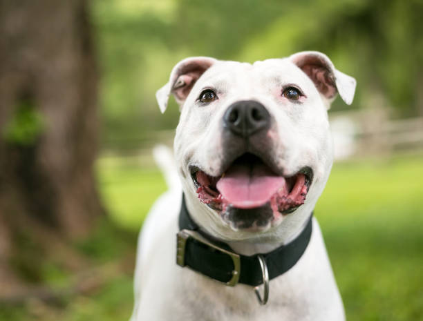 un chien heureux de race mélangée d’américain de bouledogue - american bulldog photos et images de collection