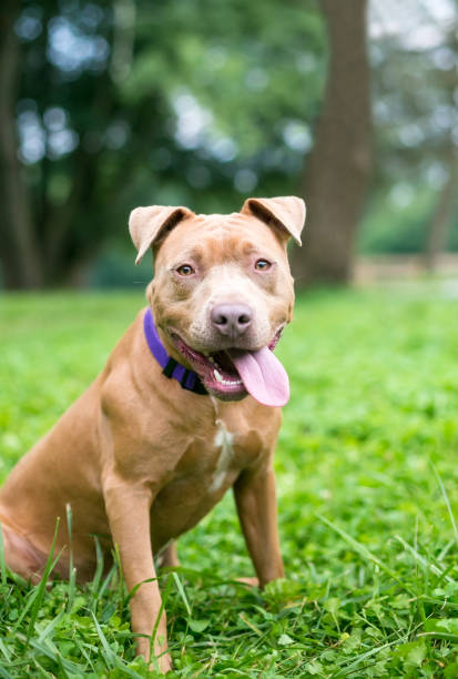 istock A friendly red Pit Bull Terrier mixed breed dog outdoors 1263480087