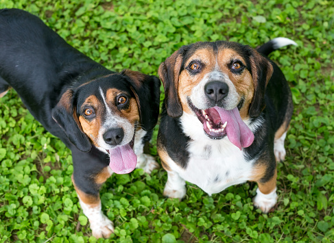 A pair of tricolor Beagle dogs outdoors, looking up at the camera and smiling