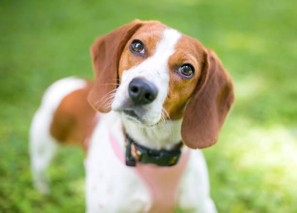 un chien beagle rouge et blanc écoutant avec une inclinaison de tête - tête penchée photos et images de collection