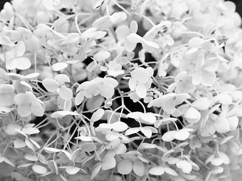 Full frame Hydrangea flower blossom in black and white.\nOLYMPUS DIGITAL CAMERA