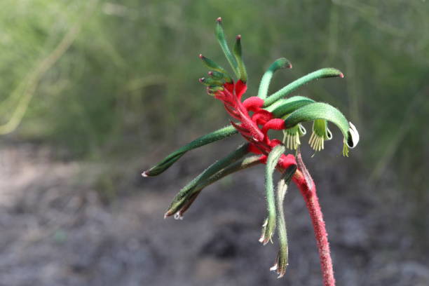 istock Red and green kangaroo paw 1263483663