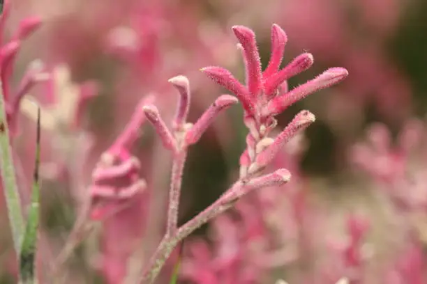 Stunning pink kangaroo paw flowers are worth the road trip to Western Australia in Spring time.