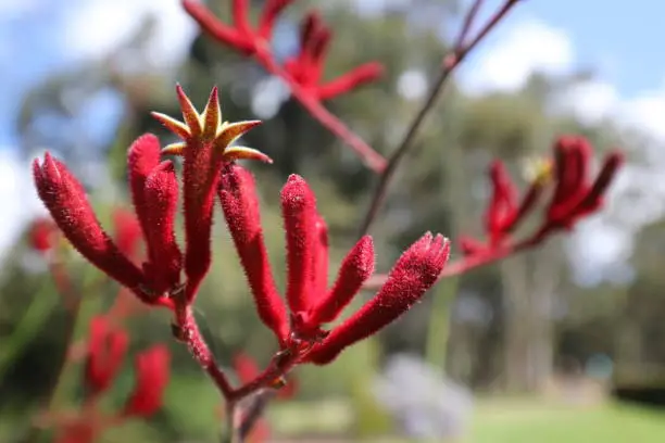 The unusual red kangaroo paw is a well recognised Western Australian wildflower that grows in the Spring.