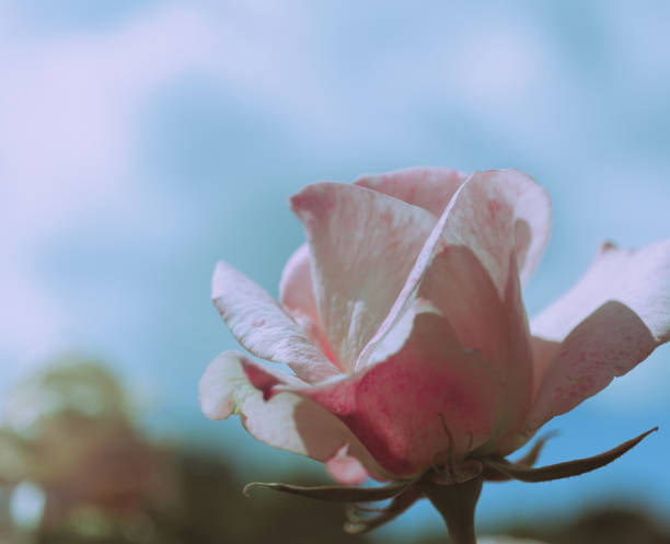 Beautiful Rose on Vintage style; nature background