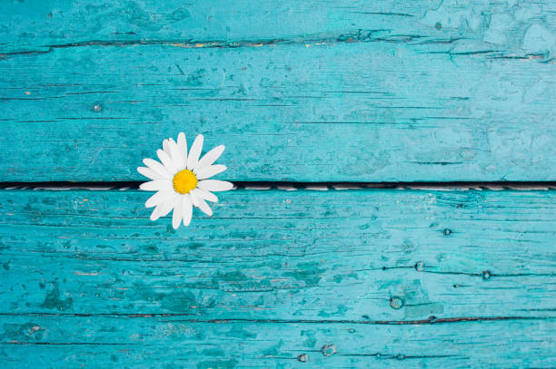 istock one white camomile flower on a bright empty turquoise wood surface 1263491107
