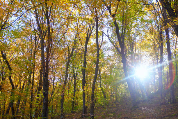 istock Golden autumn nature 1263496220
