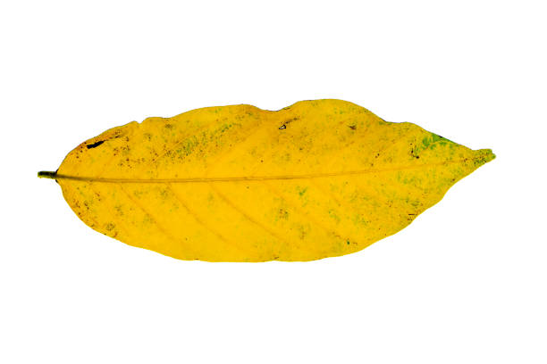 Yellow Chinese Desmos leaves on white background. (Desmos chinensis Lour)
